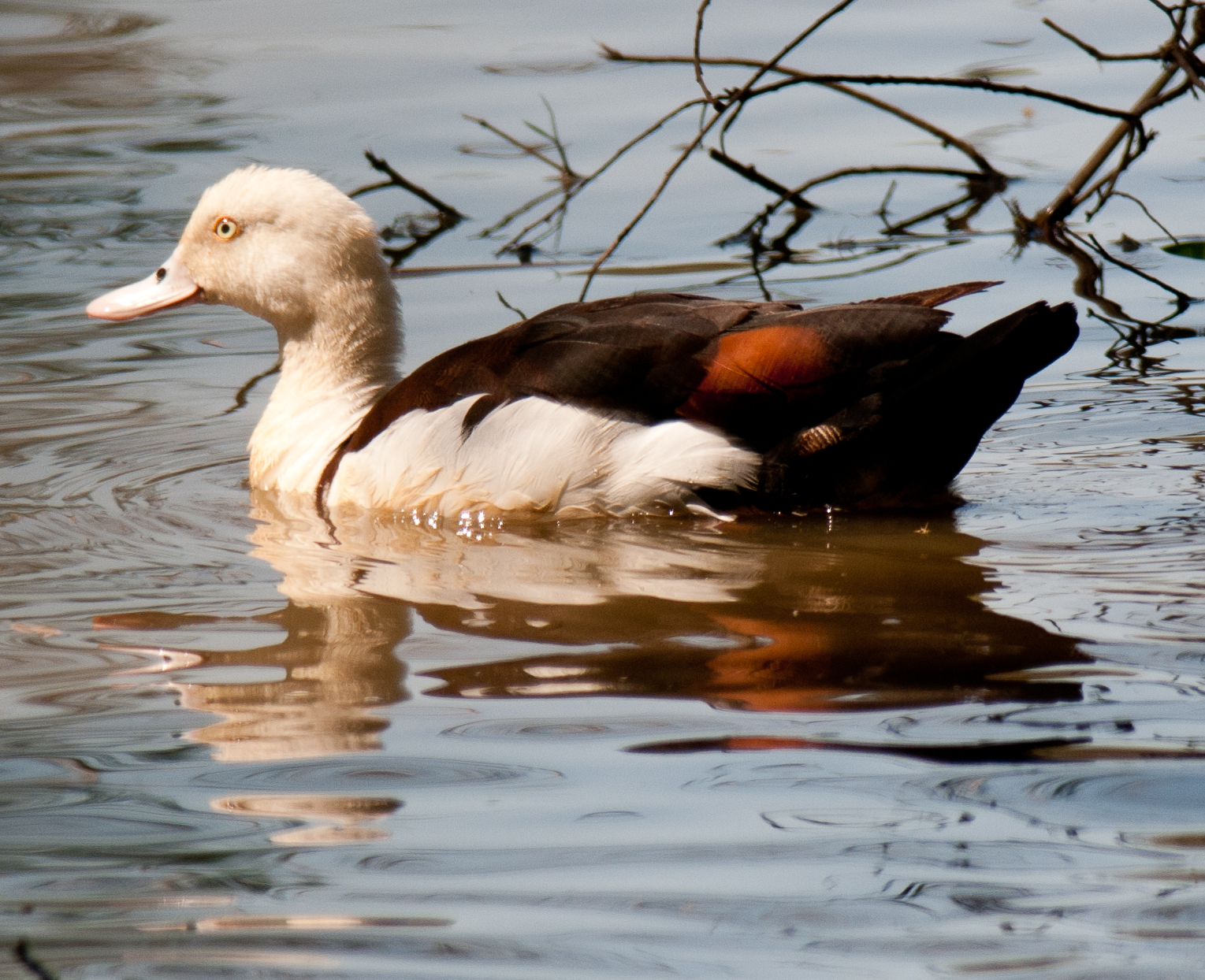 Radjah Shelduck